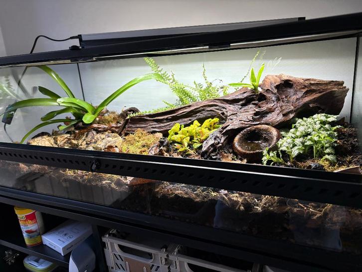 Terrarium tropical exoterra 90x45x30cm, Animaux & Accessoires, Reptiles & Amphibiens | Accessoires, Comme neuf, Terrarium ou Paludarium