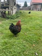Haantje, Dieren en Toebehoren, Pluimvee, Mannelijk, Kip
