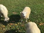 Zeer mooie ramlammeren, Dieren en Toebehoren, Schapen, Geiten en Varkens, Mannelijk, Schaap, 0 tot 2 jaar