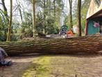 Gratis vellen/zagen van bomen in ruil voor het hout, Tuin en Terras, Stammen, Ophalen, 6 m³ of meer, Overige houtsoorten