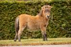 2 Shetland  hengstenveulens, Dieren en Toebehoren