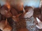 Val de Bourgogne konijnen, Dieren en Toebehoren
