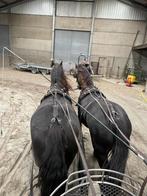 Friese merrie, Dieren en Toebehoren, Merrie, Niet van toepassing, Tuigpaard, 11 jaar of ouder