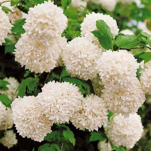 Viburnum sneeuwbal - Viburnum opulus Roseum, Tuin en Terras, Planten | Struiken en Hagen, Haag, Overige soorten, 100 tot 250 cm