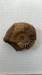 Fossile Ammonite (ère primaire et secondaire), Collections, Fossile