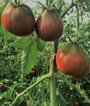 Tomate à la truffe noire - 5 graines