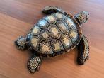 Prachtige schildpad afgewerkt met stukjes schelp in steen, Enlèvement ou Envoi, Neuf