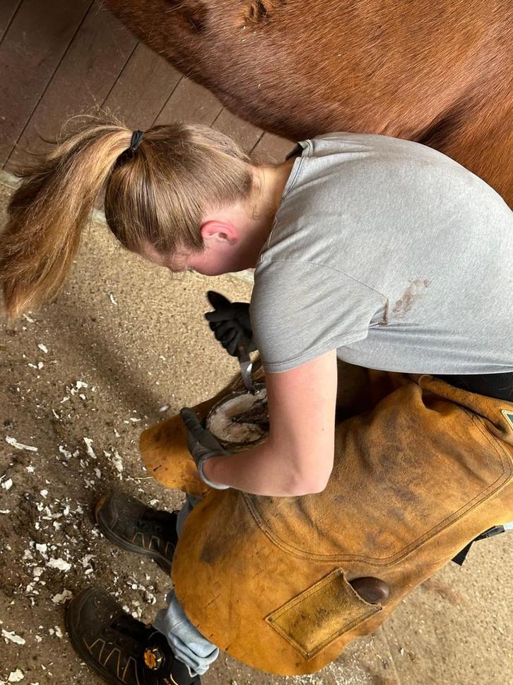 Bekapper, Dieren en Toebehoren, Pony's
