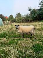 Blue du maine schapen, Dieren en Toebehoren, Vrouwelijk, Schaap