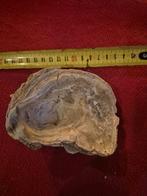 Tweekleppige fossiele griphaea dilatata, Ophalen