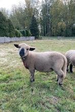 Hampshire Down ram, Dieren en Toebehoren