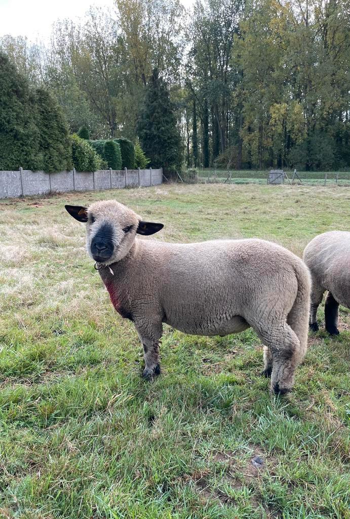 Hampshire Down (stamboek) ram, Dieren en Toebehoren, Schapen, Geiten en Varkens
