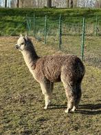 Alpaca hengst ( rose Grey ), Dieren en Toebehoren, Schapen, Geiten en Varkens, Mannelijk, 0 tot 2 jaar