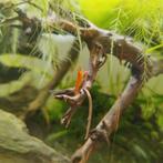 GEZOCHT: orange sakura garnalen, Dieren en Toebehoren, Vissen | Aquariumvissen