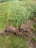 Bamboe met kluit, Tuin en Terras, Planten | Struiken en Hagen, Ophalen, Bamboe
