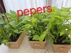 Paprika pepers planten, Tuin en Terras, Planten | Tuinplanten, Ophalen of Verzenden