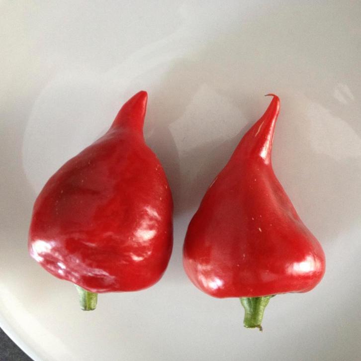 5 zaden van de leukste paprika: kaboutermuts, Tuin en Terras, Bloembollen en Zaden, Zaad, Voorjaar, Volle zon, Verzenden