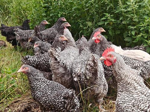 Mechelse koekoek, Dieren en Toebehoren, Pluimvee