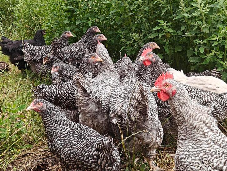 Mechelse koekoek, Dieren en Toebehoren, Pluimvee