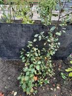 Pruimenboompjes Reine claude D´oullins ., Tuin en Terras, Ophalen