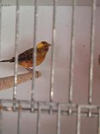 Lizard kanaries, Dieren en Toebehoren, Vogels | Kanaries