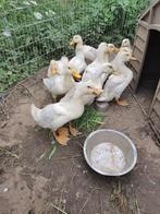 Peking eend, Dieren en Toebehoren, Pluimvee, Eend