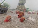 Posthoornslak (rood), Dieren en Toebehoren, Vissen | Aquariumvissen, Slak of Weekdier, Zoetwatervis
