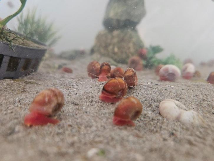 Posthoornslak (rood), Dieren en Toebehoren, Vissen | Aquariumvissen, Zoetwatervis, Slak of Weekdier
