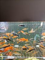 Jonge zwaarddragers, platy's en guppy's. Regio Lille., Dieren en Toebehoren, Vis, Zoetwatervis