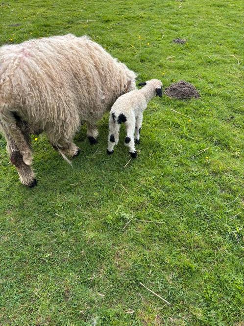 walliser Schwarznase/zwartneusschaap, Dieren en Toebehoren, Schapen, Geiten en Varkens, Schaap, Meerdere dieren, 0 tot 2 jaar