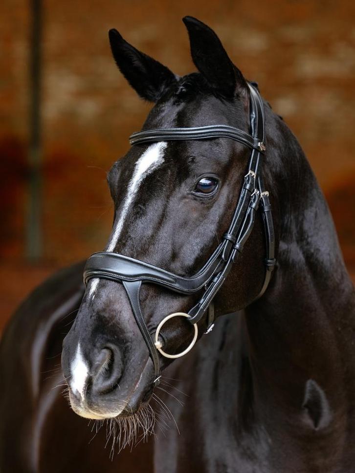 LeMieux Arika Split Hoofdstel Zwart Full SALE!, Dieren en Toebehoren, Paarden en Pony's | Hoofdstellen en Tuigage, Nieuw, Dressuur