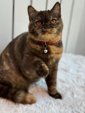  Brits korthaar choco tortie beschikbaar voor biedingen