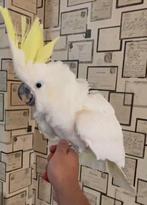 Mooie Geelkuif Kakatoe – 5 jaar – Super lief & speels!, Dieren en Toebehoren, Mannelijk, Papegaai, Geringd