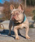 Franse bulldog reu (te koop), België, Reu, 1 tot 2 jaar, CDV (hondenziekte)