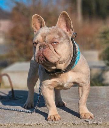 Franse bulldog reu (te koop) beschikbaar voor biedingen