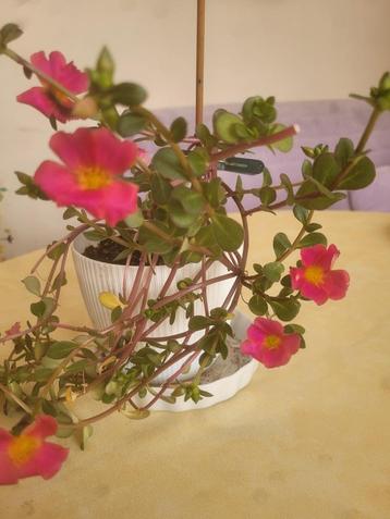 Portulaca beschikbaar voor biedingen