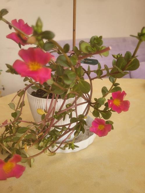 Portulaca, Huis en Inrichting, Kamerplanten, Overige soorten, Minder dan 100 cm, Bloeiende kamerplant, Volle zon, Ophalen