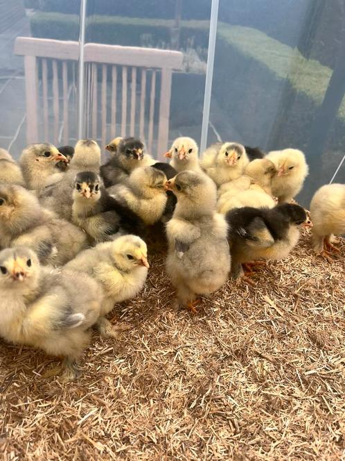 Brahma kuikens BLAUW, ZWART en SPLASH (vuilwit) groothoender, Dieren en Toebehoren, Pluimvee, Kip, Meerdere dieren