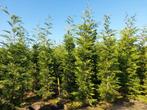 Prachtige Leylandii coniferen 220 locatie Oisterwijk, Tuin en Terras, Planten | Bomen, Ophalen of Verzenden