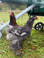 Brahma Isabelle hanen/parelgrijze chamare reekalf puur ras, Dieren en Toebehoren, Ophalen, Nieuw, Overige typen