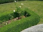 Gezonde Buxux struik, Ophalen, Buxus, Struik