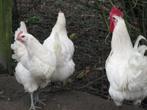 Broedeieren van Poule de Bresse