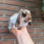 Jonge minilop konijntjes, verschillende kleurtjes, handtam, Dieren en Toebehoren, Konijnen