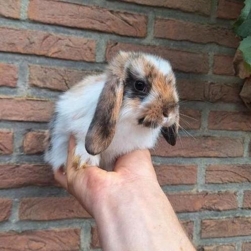 Jonge minilop konijntjes, verschillende kleurtjes, handtam, Dieren en Toebehoren, Konijnen