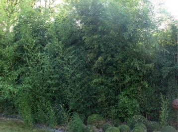 Hogere bamboes Phyllostachys beschikbaar voor biedingen