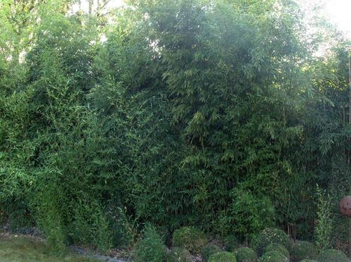 Hogere bamboes Phyllostachys, Tuin en Terras, Planten | Tuinplanten, Vaste plant, Volle zon, Bloeit niet, Ophalen