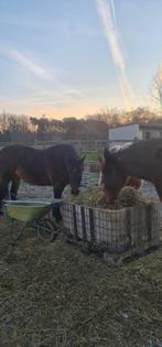 Huurweide gezocht, Dieren en Toebehoren, Weidegang, 2 of 3 paarden of pony's