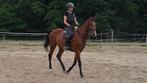 Mooie, jonge ruin - nette TUV, Dieren en Toebehoren, Paarden, Gechipt, Ruin, Zadelmak, 3 tot 6 jaar