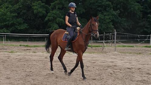 Mooie, jonge ruin - recent gekeurd, Dieren en Toebehoren, Paarden, Ruin, Zadelmak, 160 tot 165 cm, 3 tot 6 jaar, Recreatiepaard