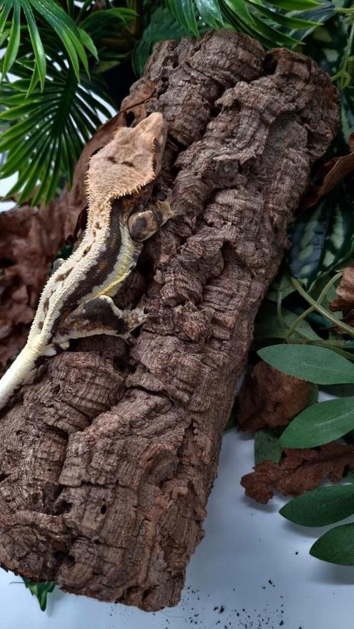 Wimpergekko man RTB LW, Dieren en Toebehoren, Reptielen en Amfibieën | Toebehoren, Zo goed als nieuw, Ophalen of Verzenden